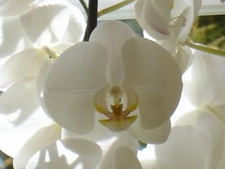 Orchidee im Topf am Fensterbrett