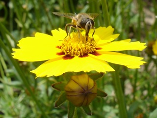 Knallgelbe Blume mit Fliege